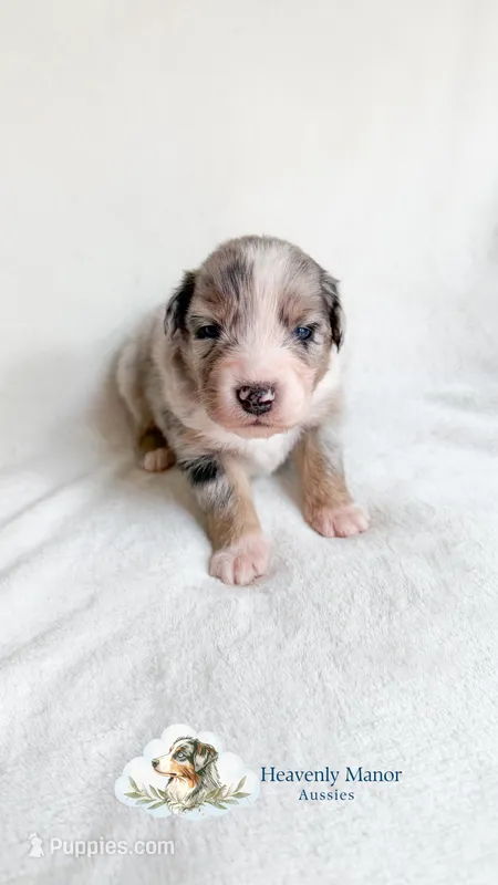 Bandit – Australian Shepherd puppy for sale in Vine Grove, KY