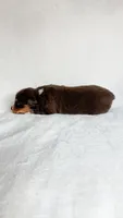 Captain, a male Australian Shepherd for sale in Vine Grove, KY – 3 of 3