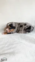 Scout, a male Australian Shepherd for sale in Vine Grove, KY – 3 of 3
