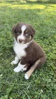 Chomper, a male Australian Shepherd for sale in Vine Grove, KY – 3 of 8