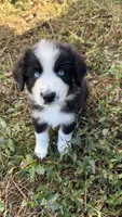 Butler, a male Australian Shepherd for sale in Vine Grove, KY – 1 of 8