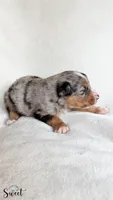 Scout, a male Australian Shepherd for sale in Vine Grove, KY – 2 of 3