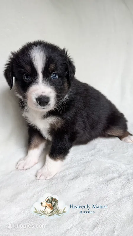 Duke – Australian Shepherd puppy for sale in Vine Grove, KY