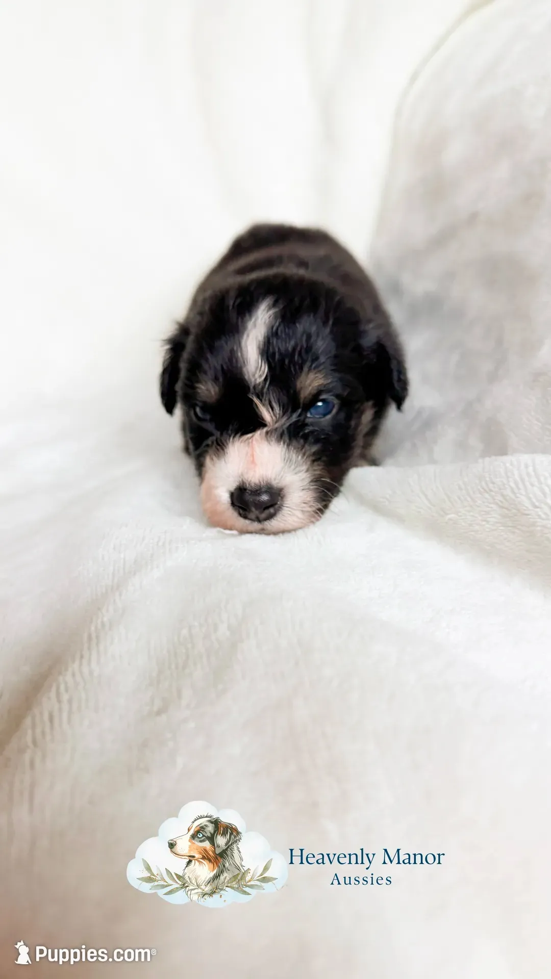 Ranger, a male Australian Shepherd for sale in Vine Grove, KY – 8 of 10