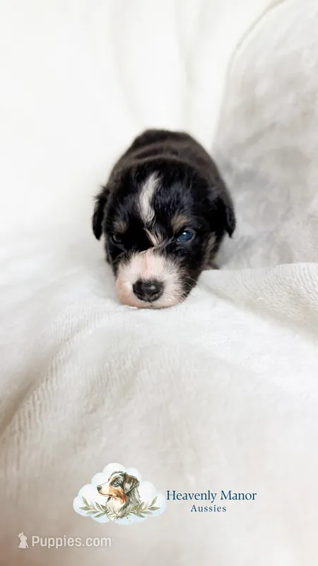 Ranger – Australian Shepherd puppy for sale in Vine Grove, KY