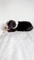Mavis, a female Australian Shepherd for sale in Vine Grove, KY – 2 of 3