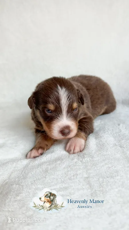 Captain – Australian Shepherd puppy for sale in Vine Grove, KY