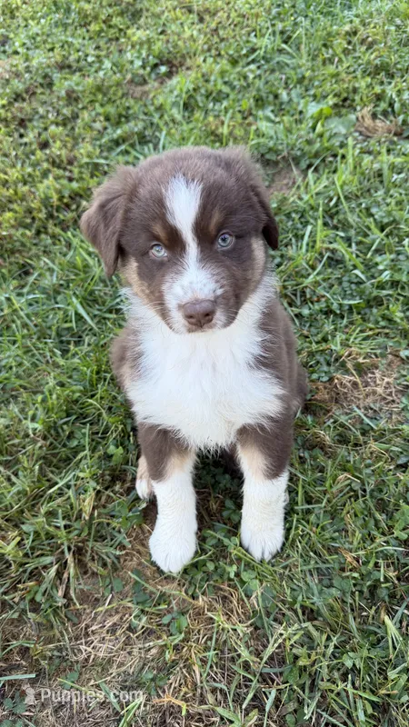 Chomper – Australian Shepherd puppy for sale in Vine Grove, KY