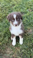 Chomper, a male Australian Shepherd for sale in Vine Grove, KY – 1 of 8