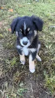 Ranger, a male Australian Shepherd for sale in Vine Grove, KY – 3 of 10