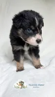 Ranger, a male Australian Shepherd for sale in Vine Grove, KY – 6 of 10