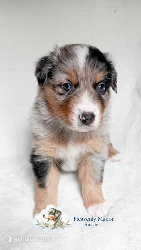 Scout – Australian Shepherd puppy for sale in Vine Grove, KY