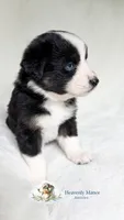 Butler, a male Australian Shepherd for sale in Vine Grove, KY – 4 of 8