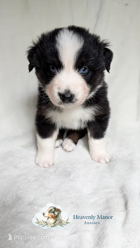 Butler – Australian Shepherd puppy for sale in Vine Grove, KY