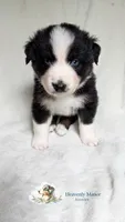 Butler, a male Australian Shepherd for sale in Vine Grove, KY – 3 of 8