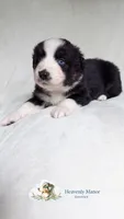Butler, a male Australian Shepherd for sale in Vine Grove, KY – 5 of 8