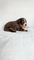 Captain, a male Australian Shepherd for sale in Vine Grove, KY – 2 of 3