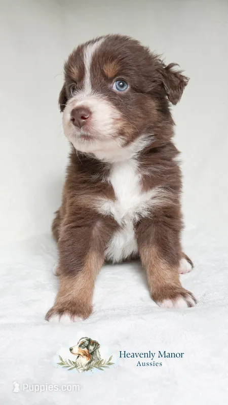 Rusty – Australian Shepherd puppy for sale in Vine Grove, KY
