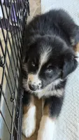 Duke, a male Australian Shepherd for sale in Vine Grove, KY – 2 of 10