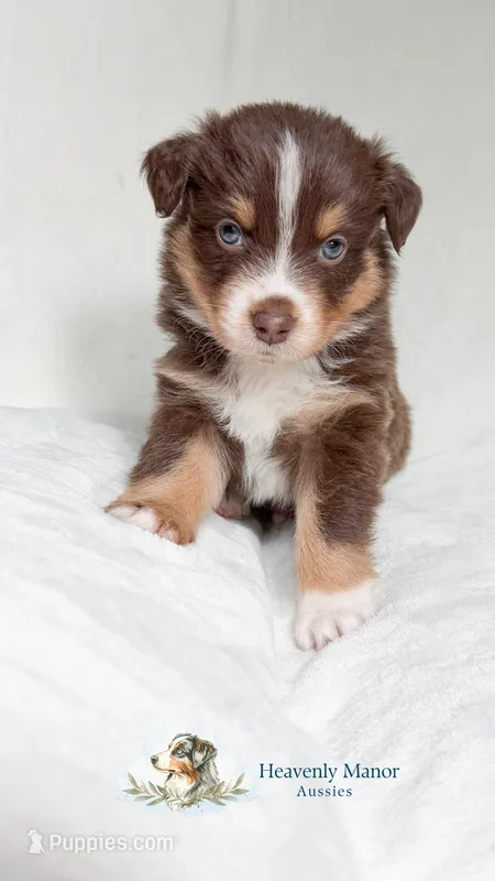 Captain – Australian Shepherd puppy for sale in Vine Grove, KY