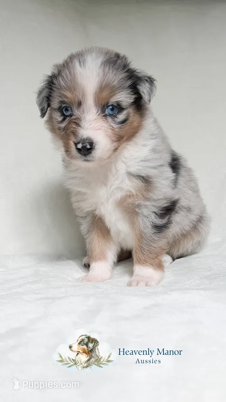 Willow – Australian Shepherd puppy for sale in Vine Grove, KY