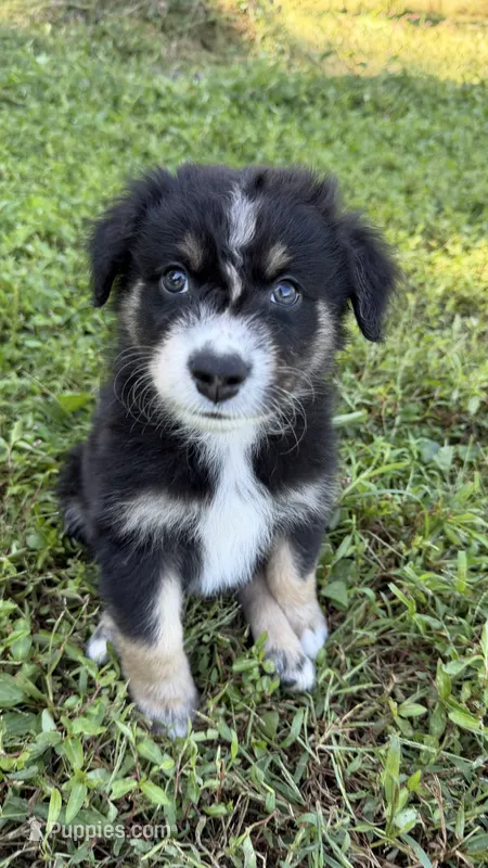 Ranger – Australian Shepherd puppy for sale in Vine Grove, KY