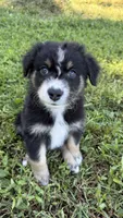Ranger, a male Australian Shepherd for sale in Vine Grove, KY – 4 of 10