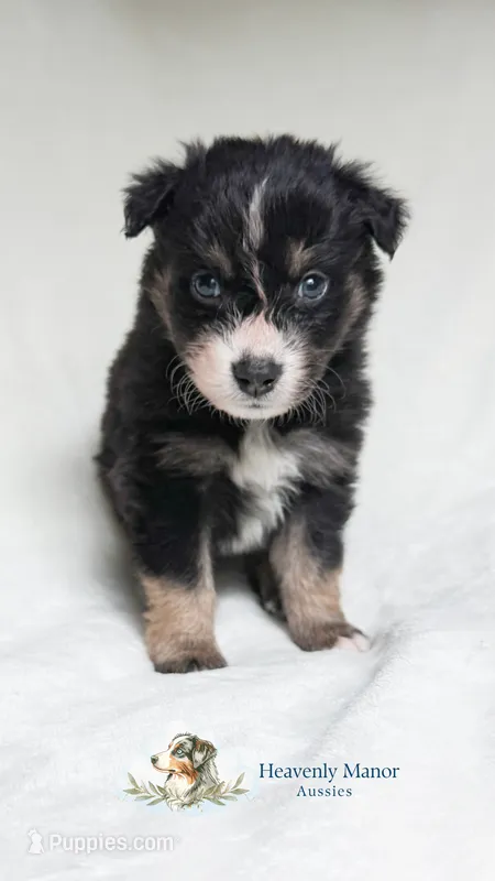 Ranger – Australian Shepherd puppy for sale in Vine Grove, KY