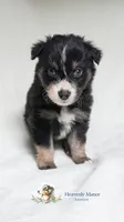 Ranger, a male Australian Shepherd for sale in Vine Grove, KY – 5 of 10