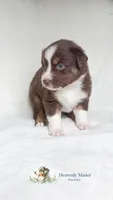 Chomper, a male Australian Shepherd for sale in Vine Grove, KY – 5 of 8