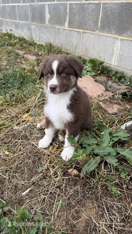 Chomper – Australian Shepherd puppy on hold in Vine Grove, KY