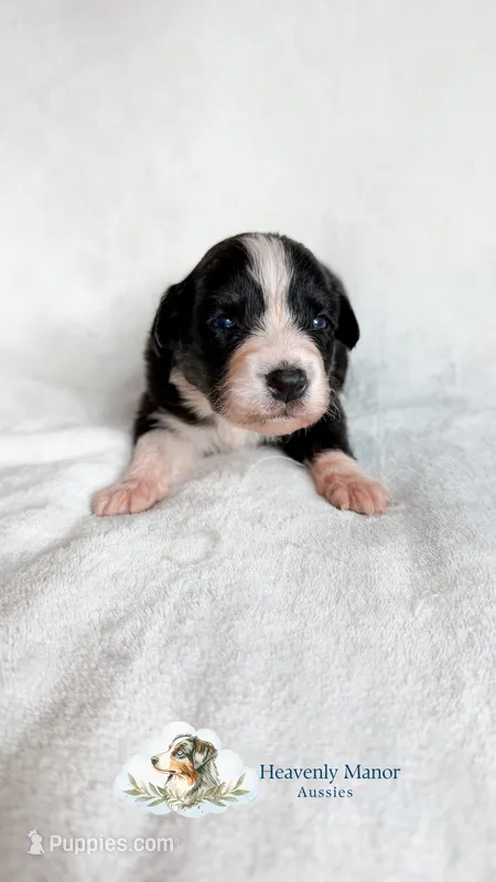 Mavis – Australian Shepherd puppy for sale in Vine Grove, KY