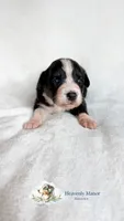 Mavis, a female Australian Shepherd for sale in Vine Grove, KY – 1 of 3