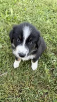 Duke, a male Australian Shepherd for sale in Vine Grove, KY – 3 of 10