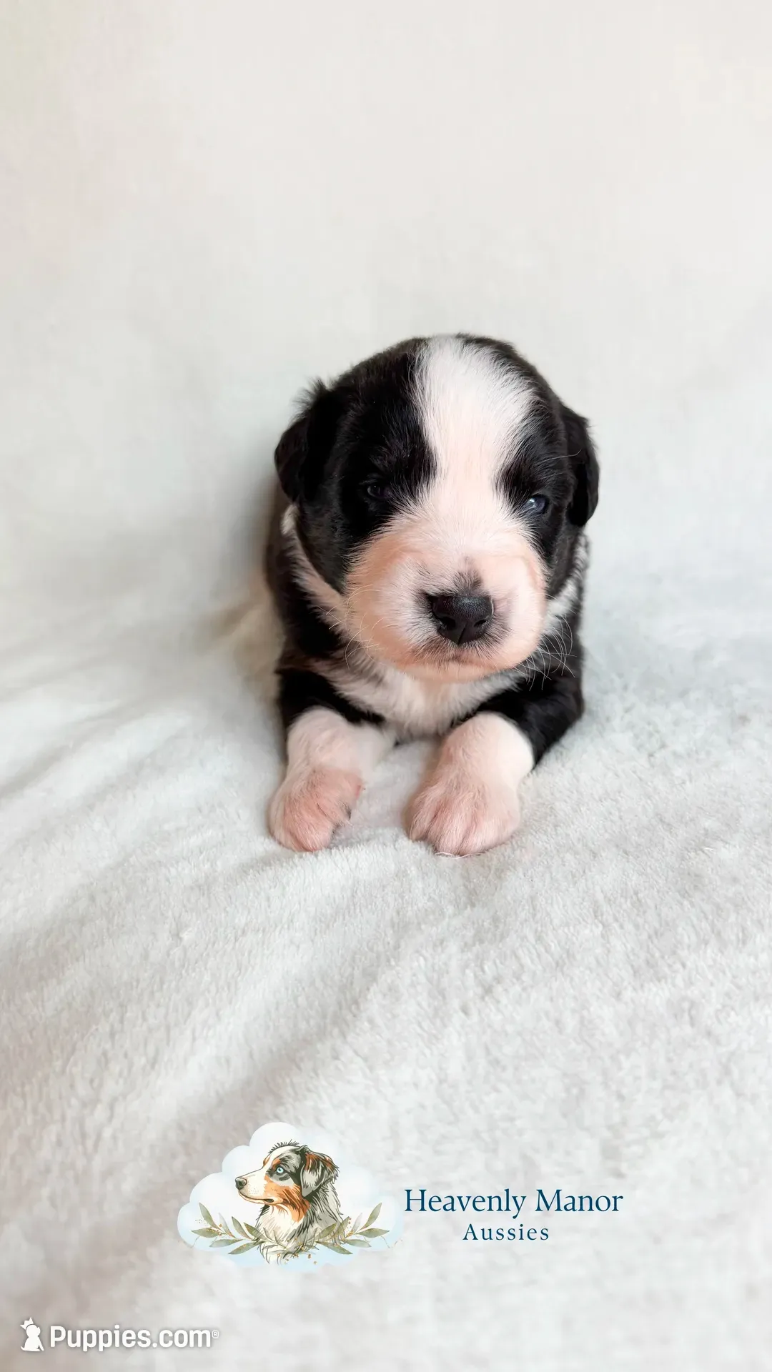 Butler, a male Australian Shepherd for sale in Vine Grove, KY – 6 of 8