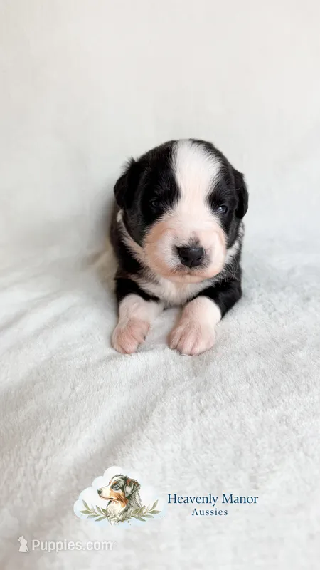Butler – Australian Shepherd puppy for sale in Vine Grove, KY