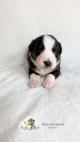 Butler, a male Australian Shepherd for sale in Vine Grove, KY – 1 of 3