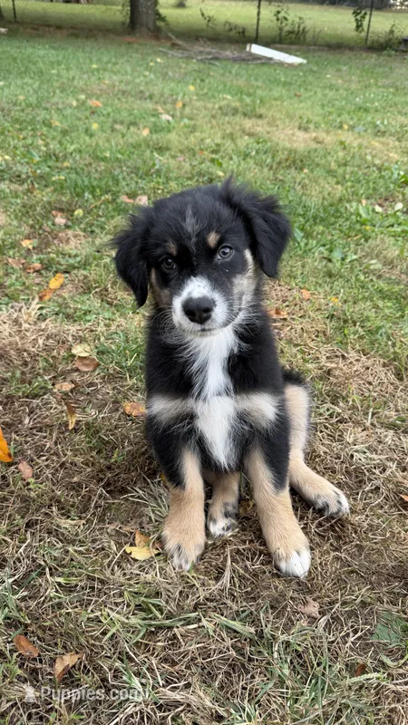Ranger – Australian Shepherd puppy for sale in Vine Grove, KY