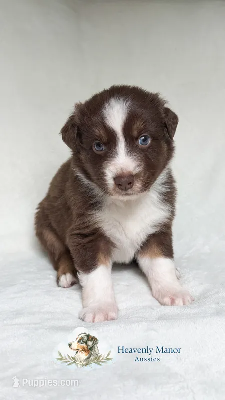 Chomper – Australian Shepherd puppy for sale in Vine Grove, KY