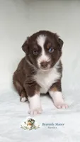 Chomper, a male Australian Shepherd for sale in Vine Grove, KY – 4 of 8