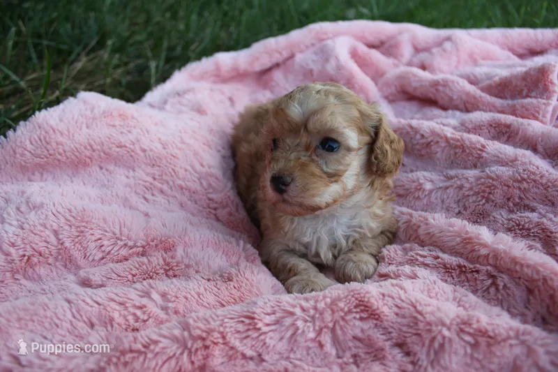 Autumn – Poodle - Toy  puppy for sale in Rock Valley, IA