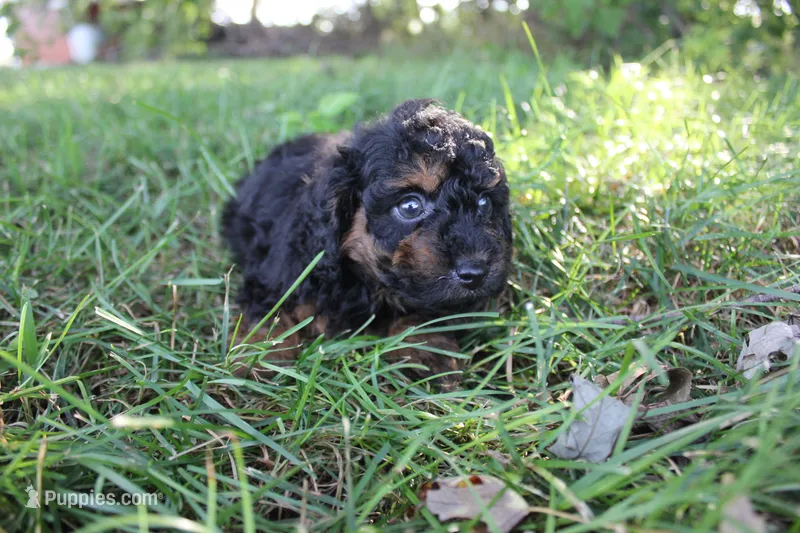 Smokey – Poodle - Toy  puppy for sale in Rock Valley, IA