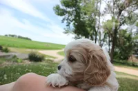 Lincoln, a male Cavachon for sale in Rock Valley, IA – 4 of 8
