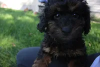 Smokey, a male Poodle - Toy  for sale in Rock Valley, IA – 3 of 5