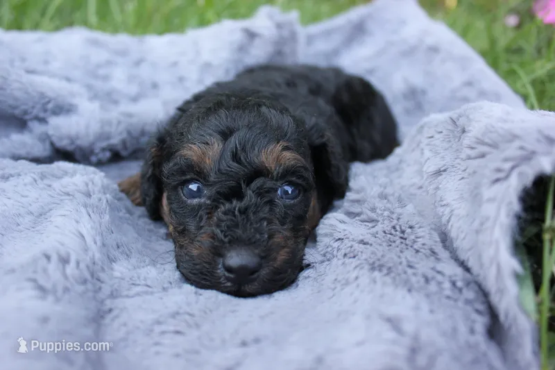 Smokey – Poodle - Toy  puppy for sale in Rock Valley, IA