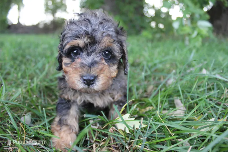 Ember – Poodle - Toy  puppy for sale in Rock Valley, IA
