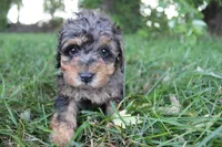 Ember, a female Poodle - Toy  for sale in Rock Valley, IA – 1 of 9