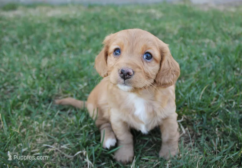 Aster – Poodle - Toy , Cavachon puppy for sale in Rock Valley, IA