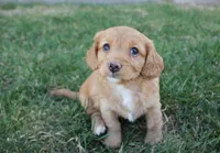 Aster, a female Poodle - Toy  and Cavachon for sale in Rock Valley, IA – Photo 1 of 3