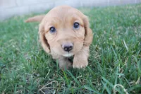 Aster, a female Poodle - Toy  and Cavachon for sale in Rock Valley, IA – Photo 3 of 3